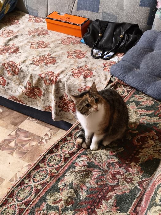 Прекрасная кошечка в хорошие руки