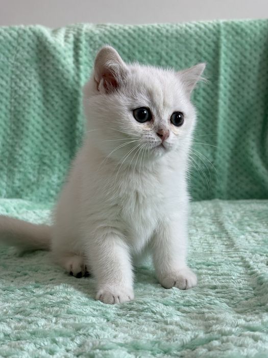 Kocur brytyjski ns11