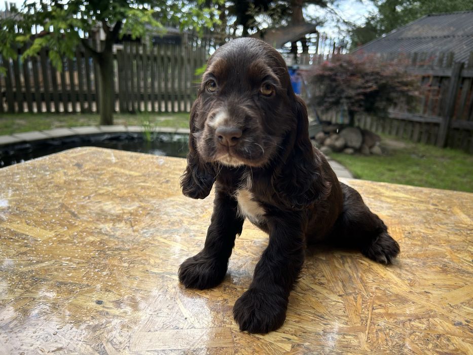 Cocker Spaniel, suczka 8-tygodniowa