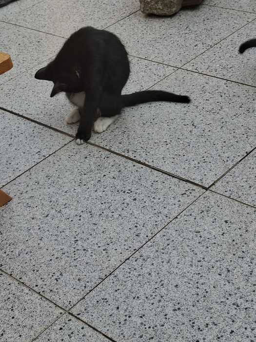 Adoção de cadela e gatinhos