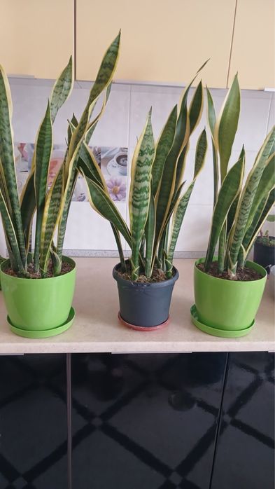 Поділки сансевієрї