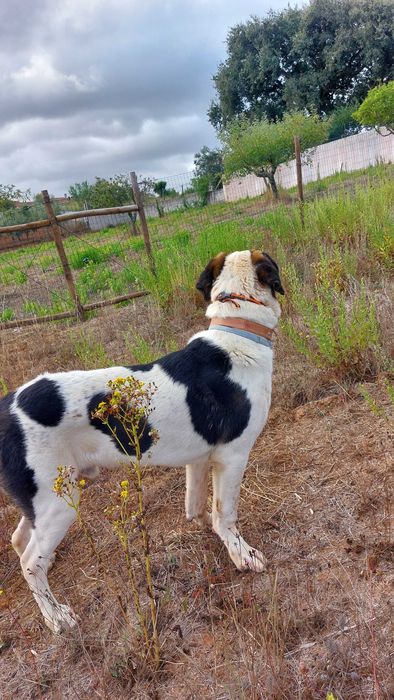Cão de Gado Transmontano para acasalamento