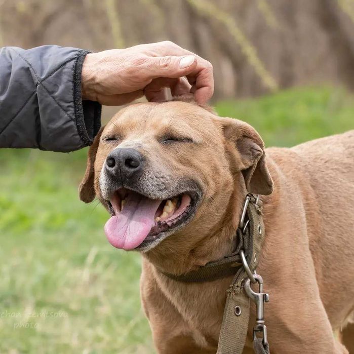 Мегакрутий Роккі шукає родину