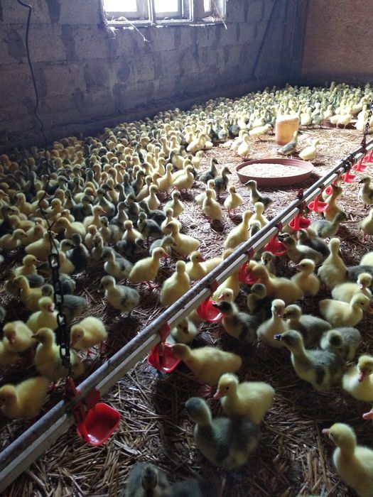 Гуси гусенят качка каченята Закарпаття! Тільки ОПТ від 300 шт гусята