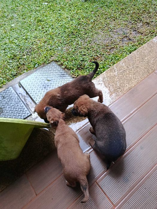 Filhotes Pastor Belga x Castro Laboreiro – 6 semanas