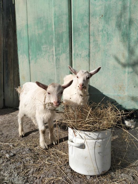 Цапки, козлики, козенята