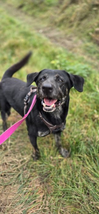 Potter cudowny samiec