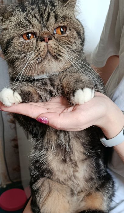 Віддам Екзотичну  Кішку Безкоштовно!!!