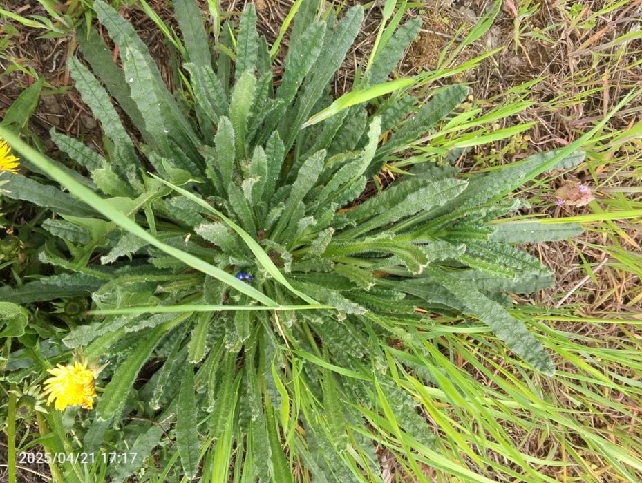 Krzywoszyj polny sadzonka