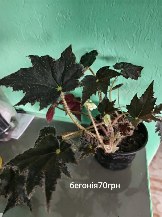 Продам кімнатні рослини