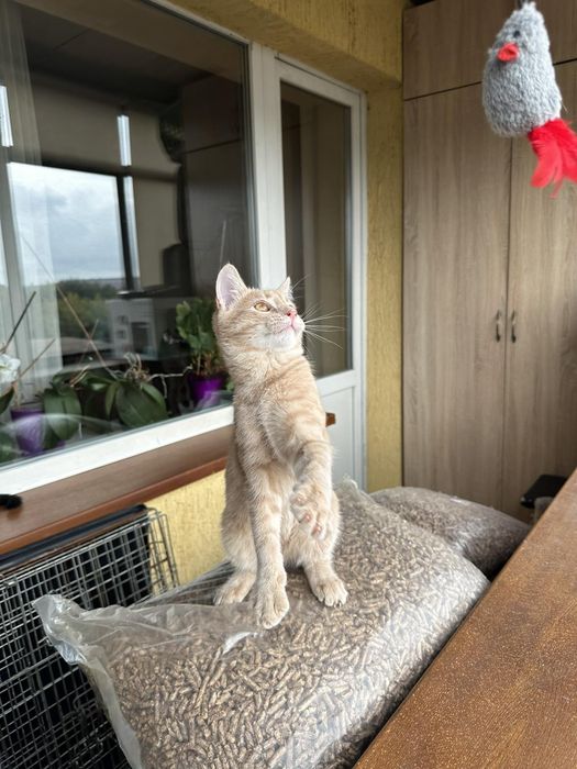 Кошеня котик ручний лагідний шукає дім