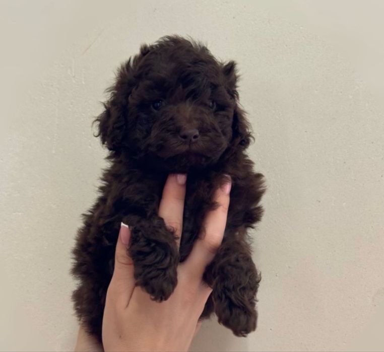 Той пудель дівчинка красуня