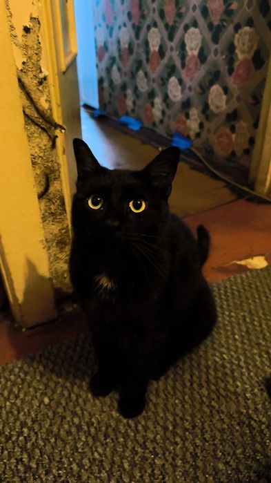 Котик в добрі руки, родину