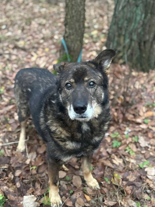 Zamiast łańcucha – kanapa. Zamiast samotności – dom