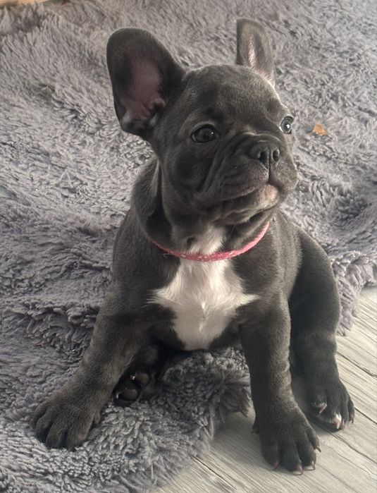 Buldog francuski blue