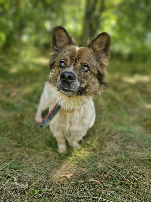 On chyba nigdy nie znajdzie domu. Traci wzrok i nadzieję