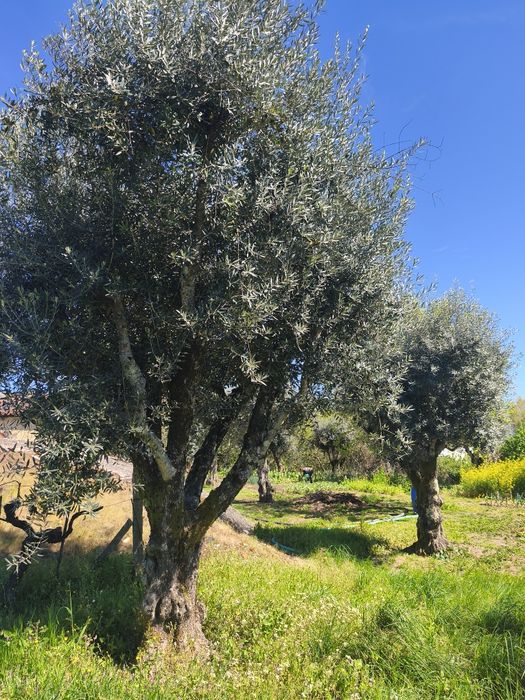 Oliveiras centenárias