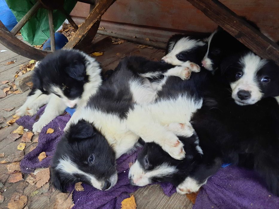 Border collie z gospodarstwa