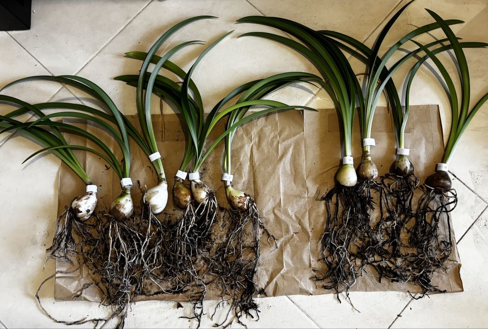 Гіпеаструм Aulikum (Аулікум)