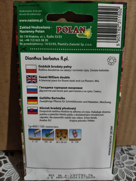 Goździk brodaty pełny