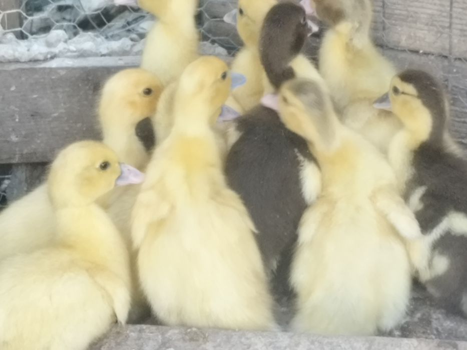 Pata com patinhos