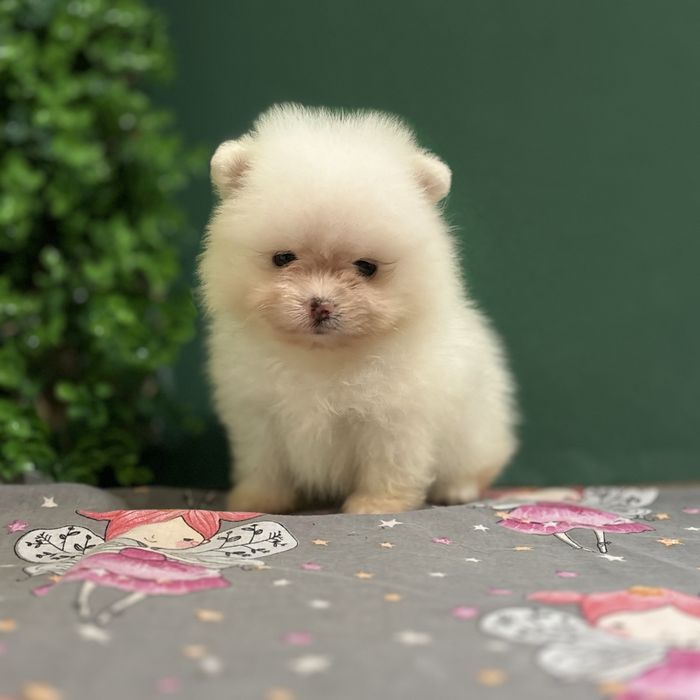 шикарний Хлопчик Міні