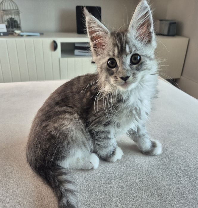 Kotka maine coon Silver