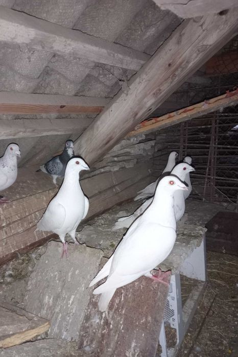 Gołębie pocztowe i Kingi