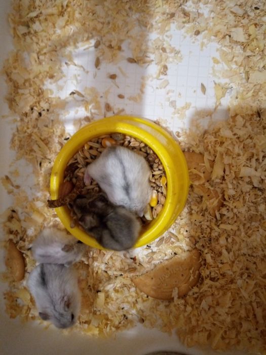 Хомячки Кременчуг