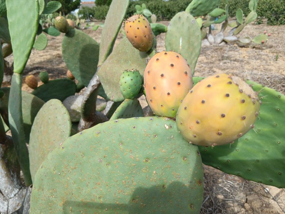 Figo da india laranja, verde e roxo