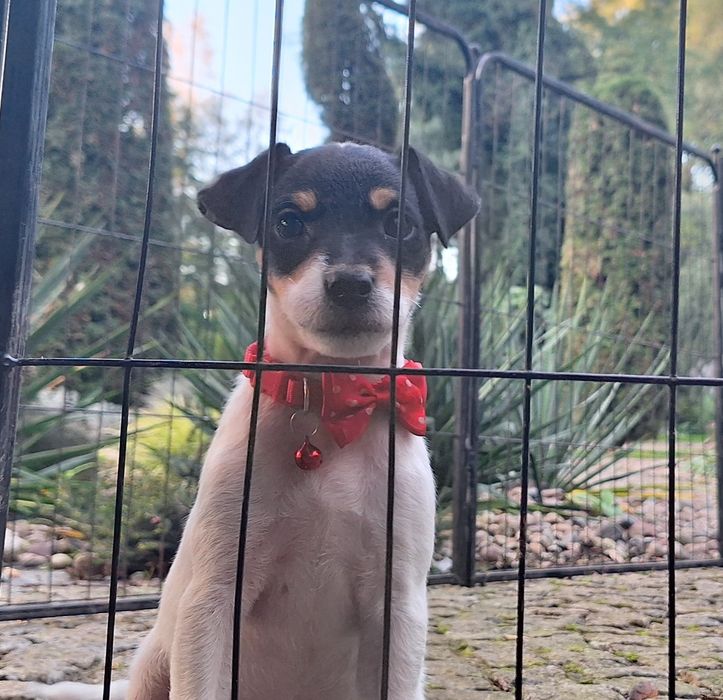Parson Russell Terrier