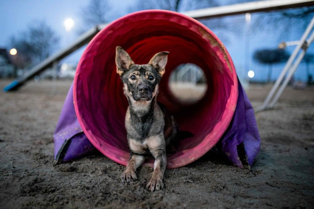 Cudna młoda sunia w typie owczarka malinois.