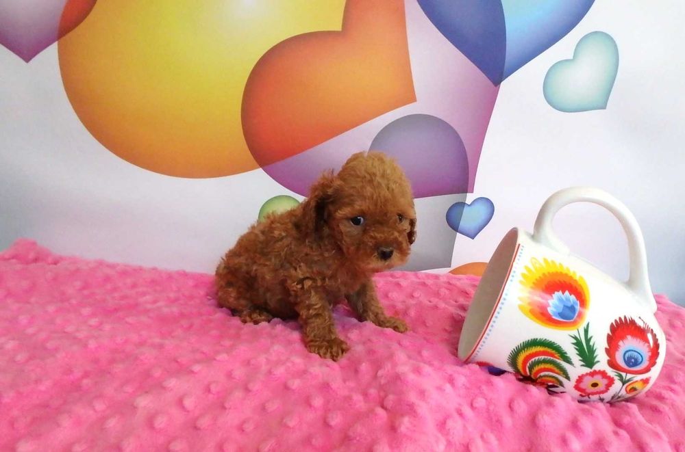 pudel   toy miniatura piesek red do odbioru od  20 września