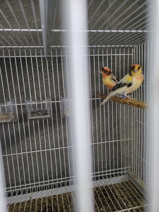 Diamante gould mais  voadeiras