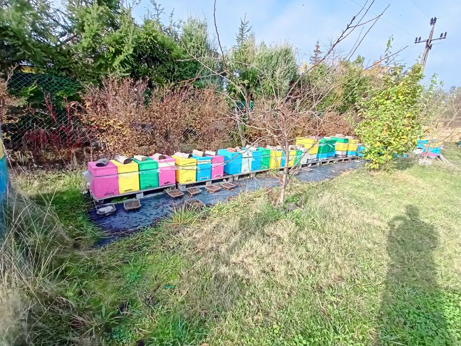 Odkłady pszczele na sezon 2026 - ramka wielkopolska