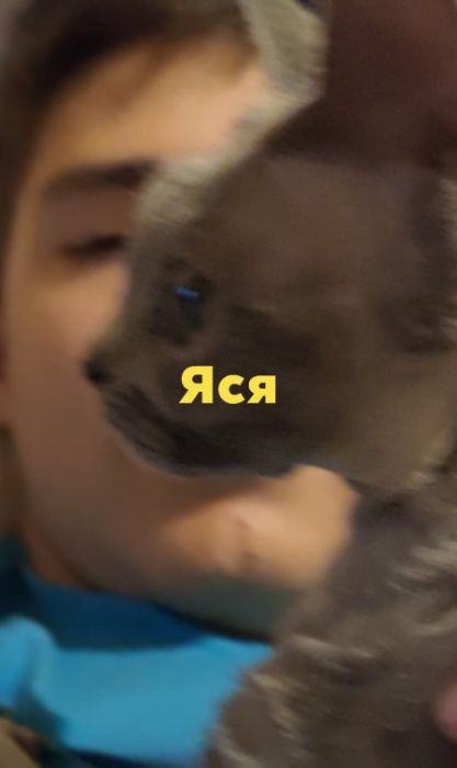 Вязка девон рекс ( кошечка Яся)