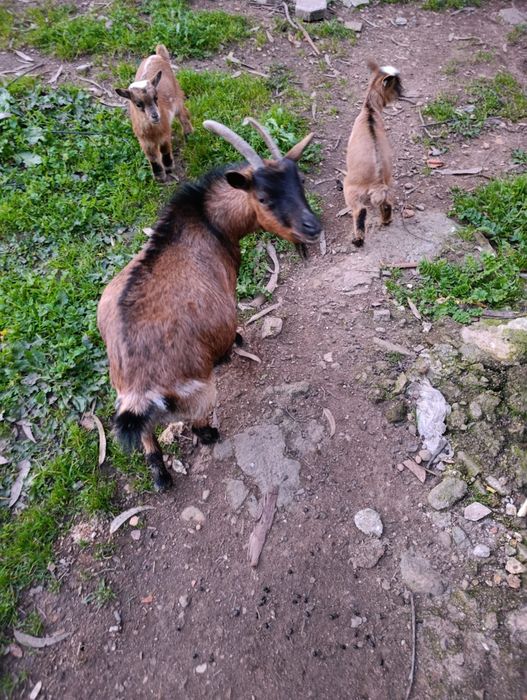 Vendo Cabras anãs avintes