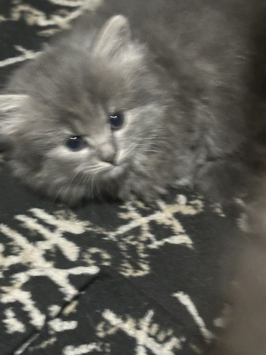 Котенок девочка.