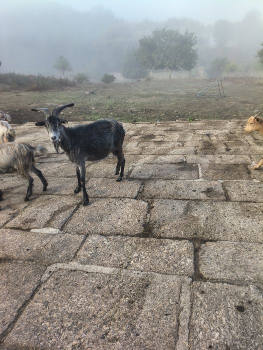 Cabra boer e cabra serrana para venda