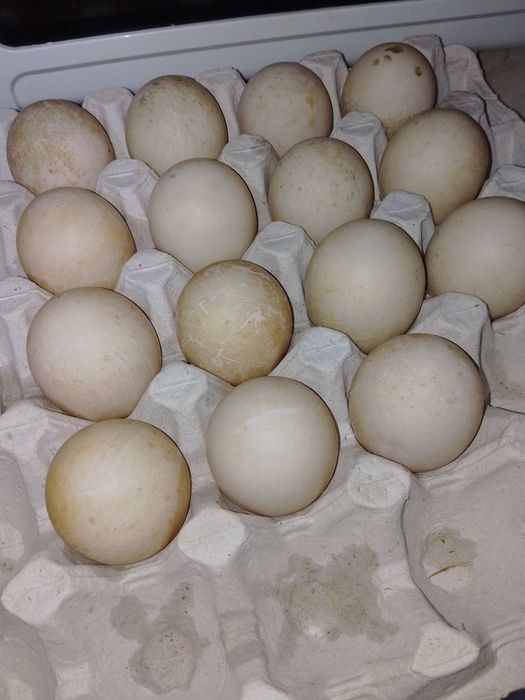 Индоутиное яйцо, столовое