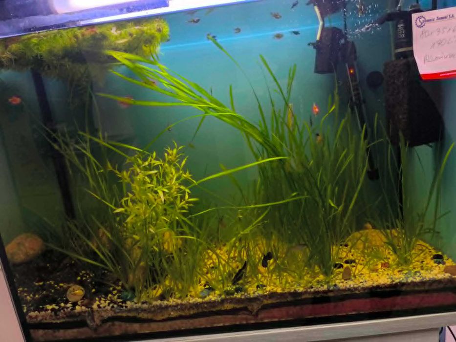 Sprzedam Akwarium z szafką 170l (80x35x60)