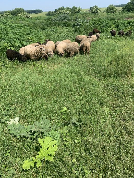 Продамо вівці, барани, ягнята