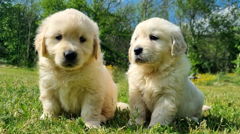 Golden Retriever com LOP e Afixo