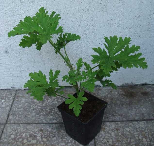GERANIUM ANGINKA Lecznicza - sadzonki w doniczkach