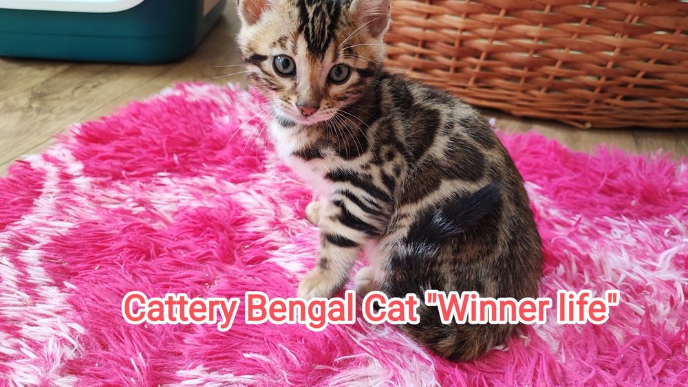 Бенгал шоу класса!