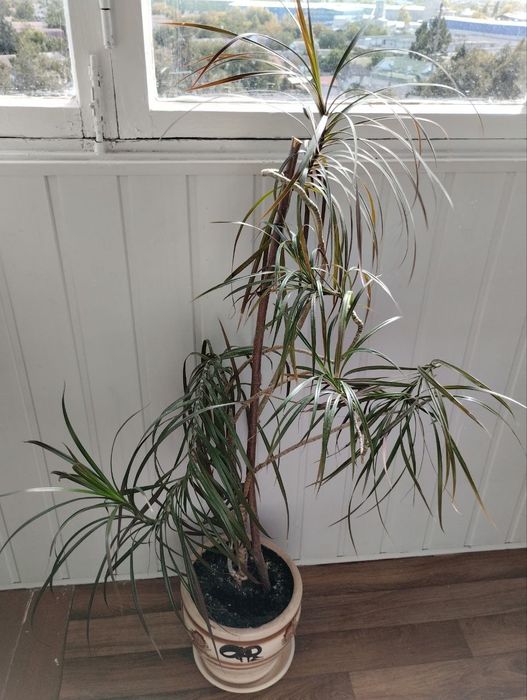 Драцена Маргіната кімнатна рослина пальма 1 м, 5 гілок