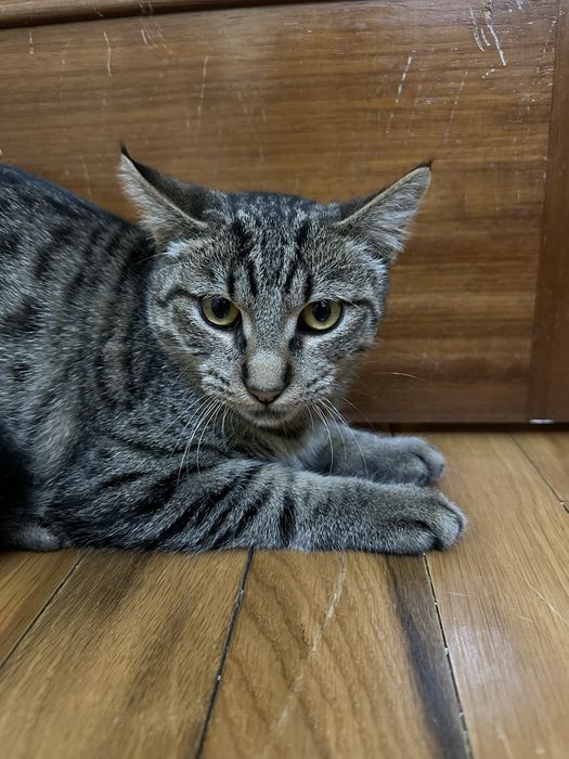 2 Gatinhos de 5 meses para adoção responsável