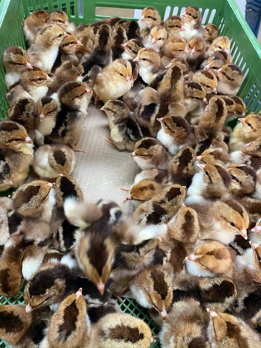 Kurczaki pisklęta nioski, brojlery, Leghorn, Greenshell, Sussex, Rosa