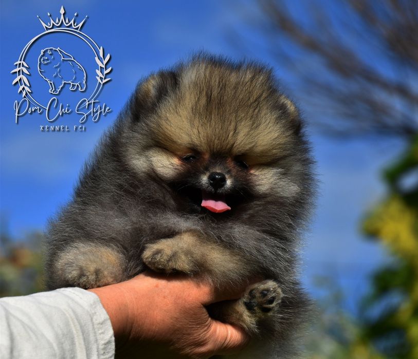 Pomeranian szpic miniaturowy ZKwP / FCI