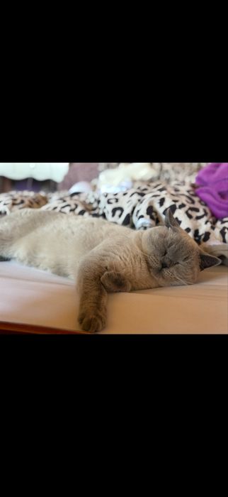 Kot brytyjski rodowód